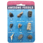 Awesome Fossils - Hand-Sized Collection - Best for Ages 4 to 10 - US 2692
